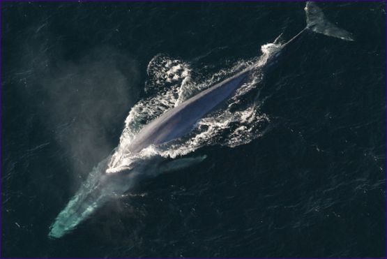 A kék bálna - a legnagyobb tengeri állat