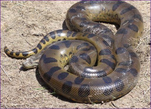 A zöld anakonda (tengeri boa) a legnagyobb kígyó..