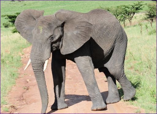 Az afrikai elefánt a legnagyobb szárazföldi állat