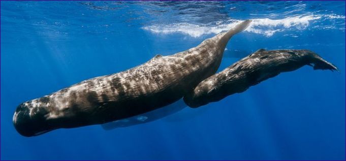 Az ámbráscet a legnagyobb fogas bálna
