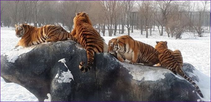 Tigris szafari park