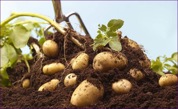 Hogyan kell gyorsan termeszteni a burgonyát