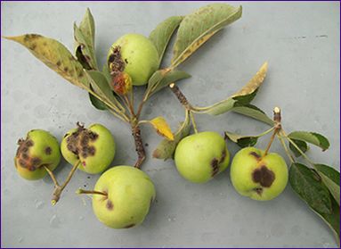 almafa-betegség