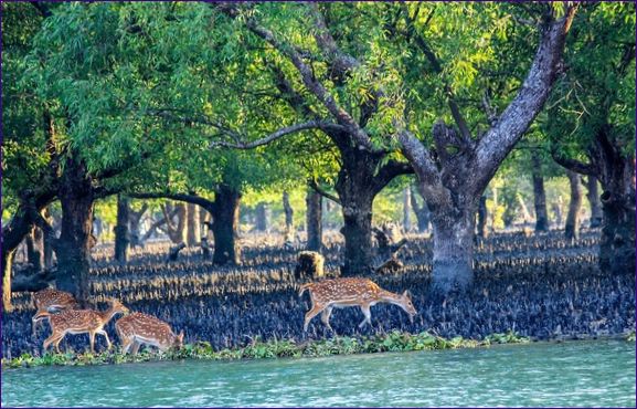 Sundarban mangrove erdő