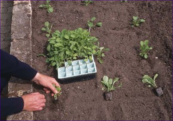 Hydecea termesztése: Ültetés és gondozás