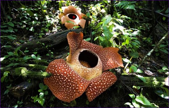 Rafflesia arnold