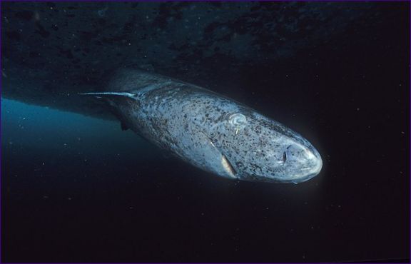 A grönlandi sarki cápa