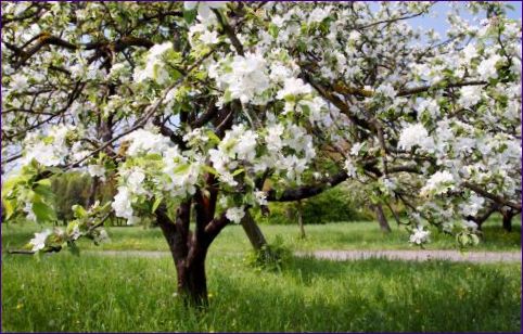 Gyümölcsfák tavasszal - gondozás, metszés és ültetés