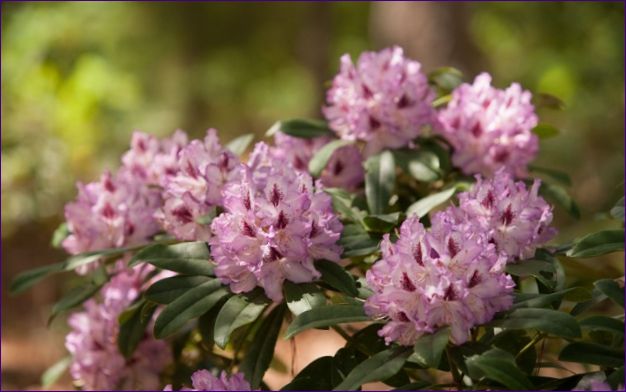 Az Urálban termesztett rododendronok sajátosságai