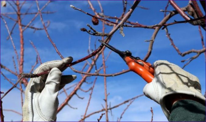 Gyümölcsfák tavasszal - gondozás, metszés, ültetés