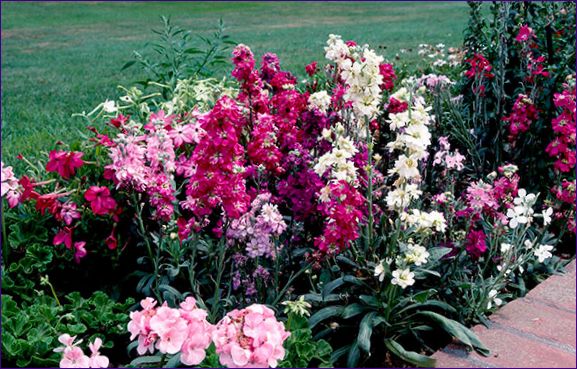 Hortenzia növények: Ültetés és gondozás