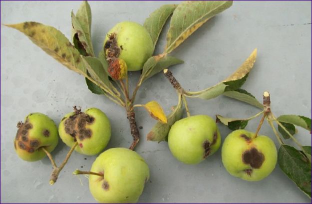 Gyümölcsfa kártevők és védekezési intézkedések