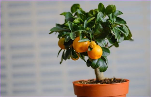 Hogyan lehet narancsot termeszteni egy kőből