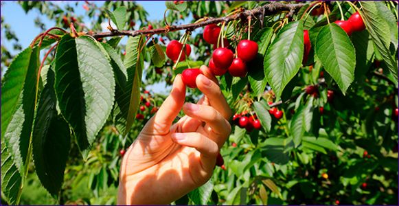 Hogyan kell termeszteni egy cseresznyefát: ültetési szabályok és gondozási hibák