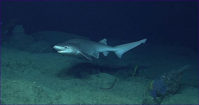A hatszájú cápa