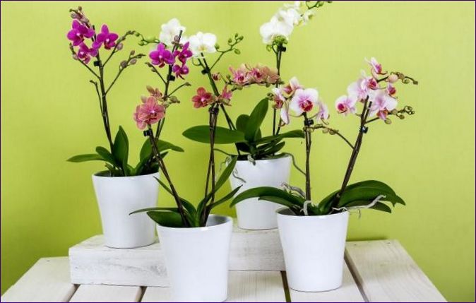 Orchidea gondozása otthon - gondozás, átültetés, szaporítás