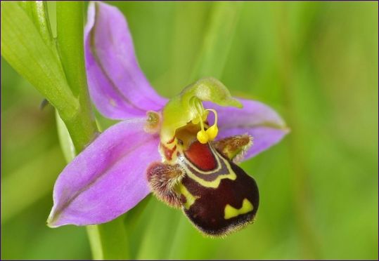 A méh orchidea