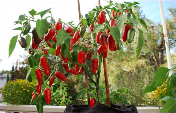 Jalapeño paprika: Hogyan termeszthető otthon