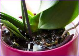 Orchidea gondozása otthon - gondozás, átültetés, szaporítás