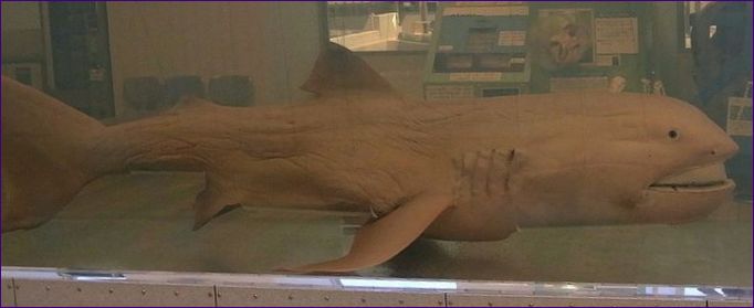 A nyílt tengeri nagyszájú cápa