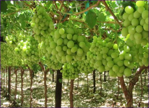 Hogyan kell szőlőt ültetni, szőlő gondozása és betegségek
