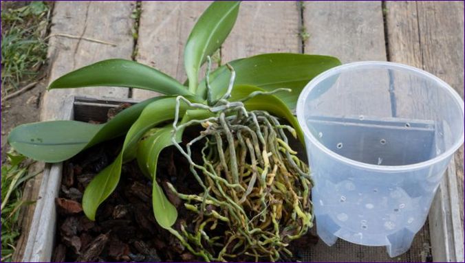 Orchidea gondozása otthon cserépben - gondozás, átültetés, szaporítás