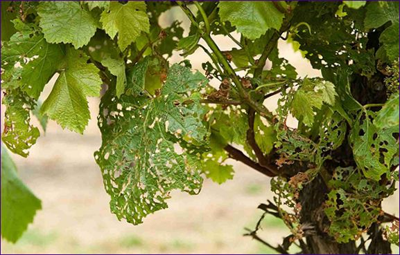 Hogyan kell szőlőt ültetni, a szőlő gondozása és a szőlőbetegségek