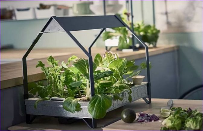 Mini zöldségeskertek a lakásban