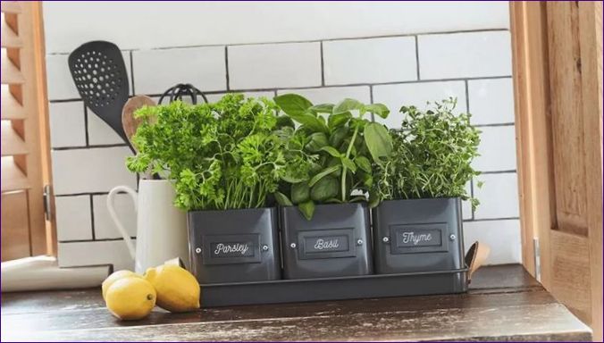 Mini zöldségeskertek a lakásban
