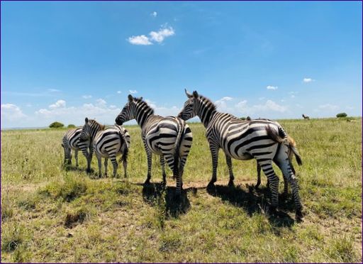 Nairobi Nemzeti Park