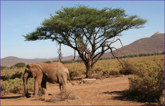 Samburu Nemzeti Rezervátum